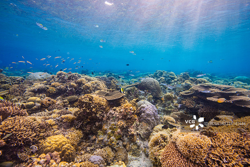 菲律宾阿波礁珊瑚海外风光海洋皮肤潜水图片素材