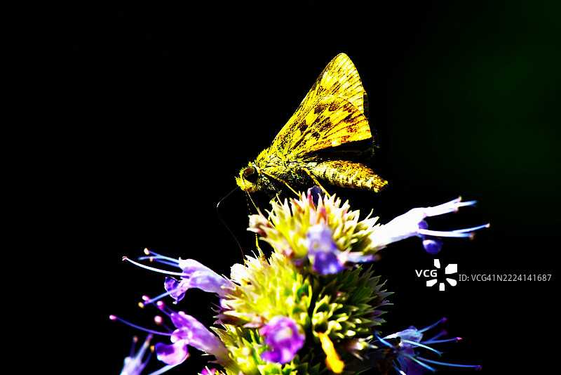 斑点蛾，蛾和图片素材