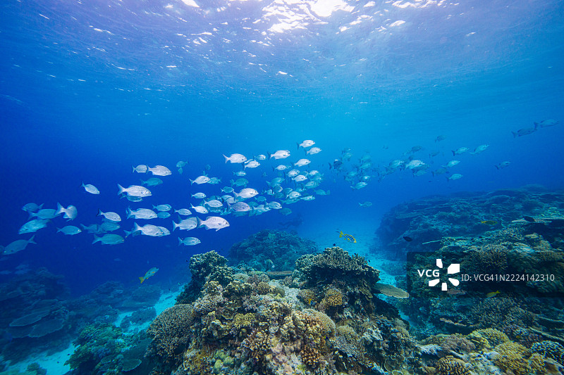 菲律宾阿波礁珊瑚海外风光海洋皮肤潜水图片素材
