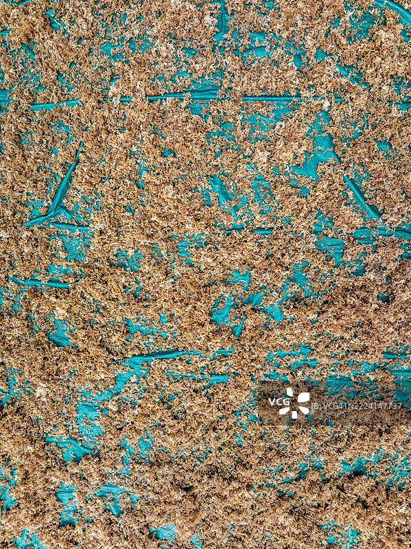 从正上方拍摄的海藻在分拣台上晾干，印尼巴厘岛图片素材