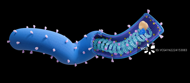 马尔堡病毒结构插图图片素材