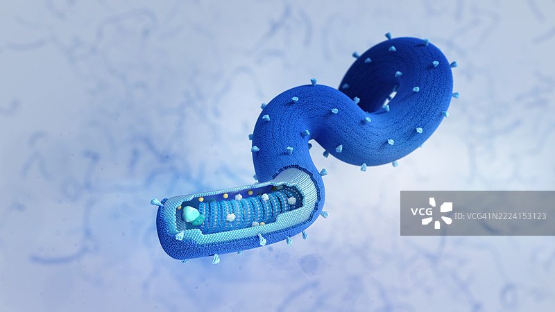 马尔堡病毒结构插图图片素材