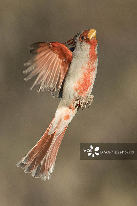 雄性红头雀起飞图片素材