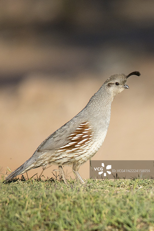甘贝尔鹌鹑雌鸟图片素材