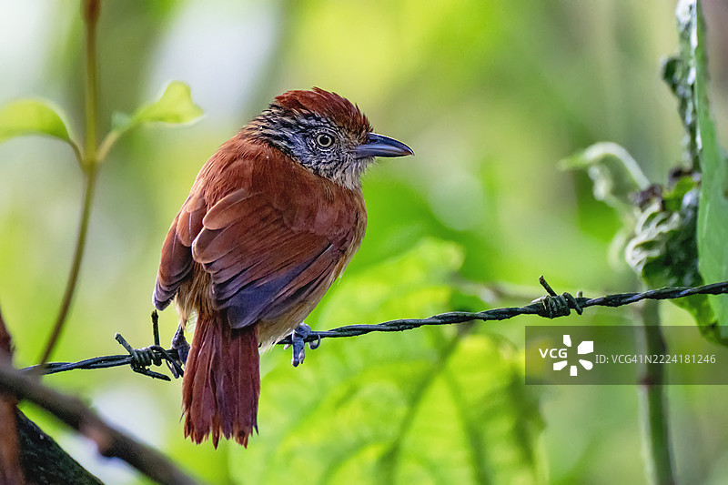在哥斯达黎加拉福图纳栖息的雌性条纹蚁鹛（Thamnophilus doliatus）图片素材