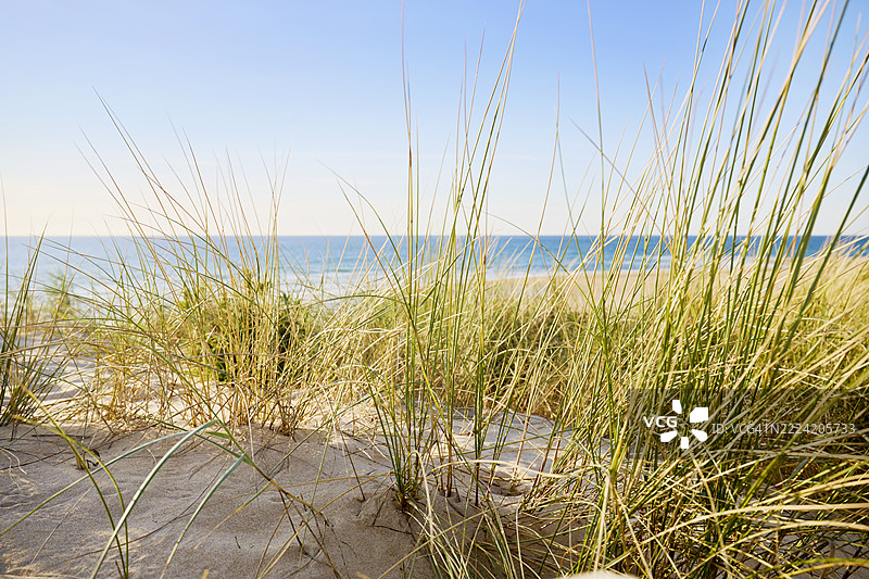 沙丘上近距离拍摄的海滩草，背景是海洋和天空图片素材