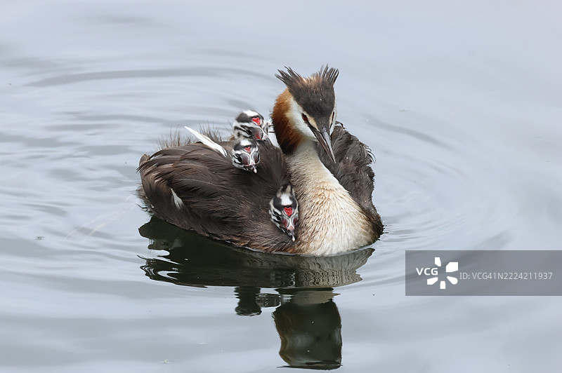 一只大斑头鸊鷉（Podiceps cristatus）在河上游泳，背上驮着三只可爱的小宝宝。图片素材