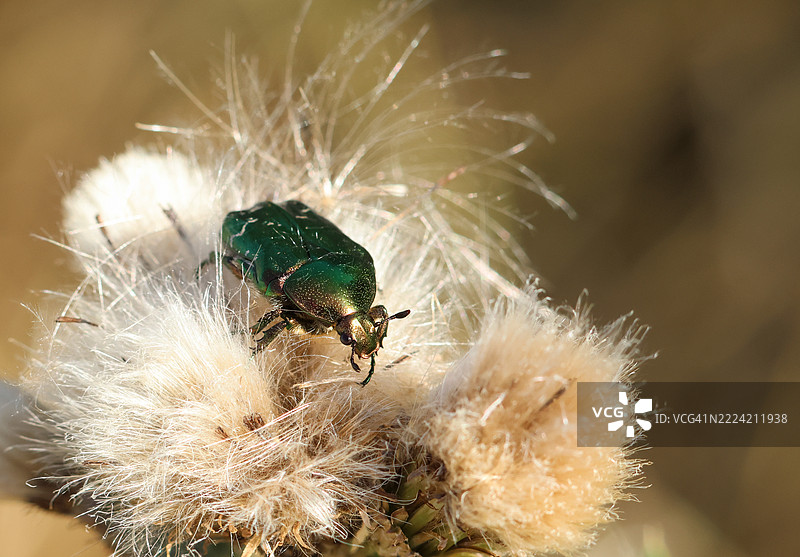 美丽的玫瑰甲虫或绿色玫瑰甲虫，学名Cetonia aurata，栖息在蓟花的种子上。图片素材