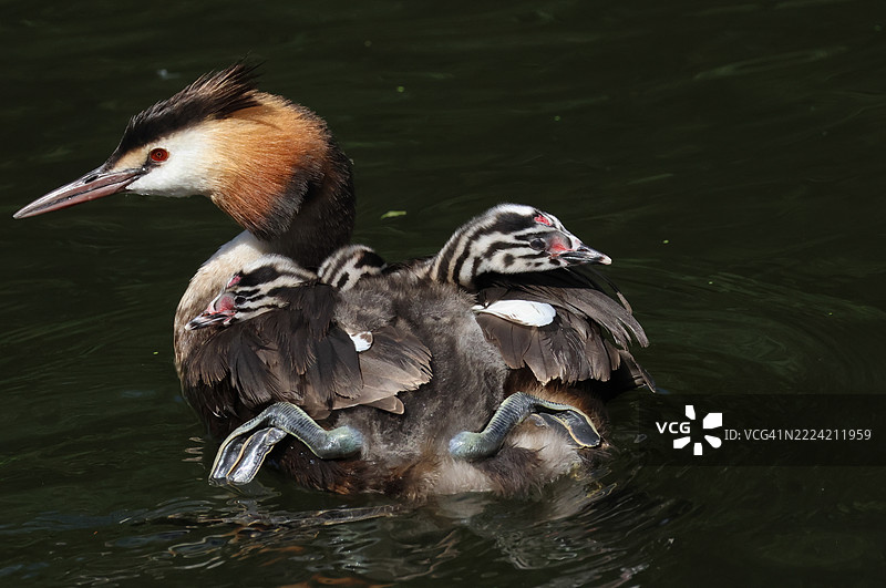 一只大斑头鸊鷉（Podiceps cristatus）在河上游泳，背上驮着三只可爱的小宝宝。图片素材