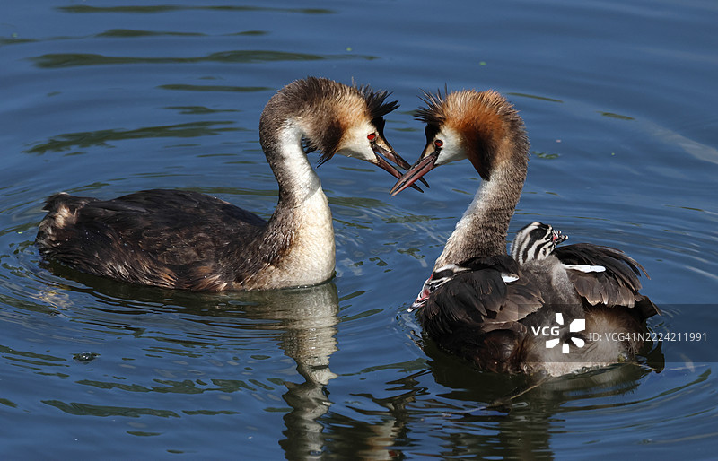 一只大斑头雁（Podiceps cristatus）在河上游泳，背上驮着三只小雏鸟。另一只父母雁游了过来，二者进行亲密的展示。图片素材