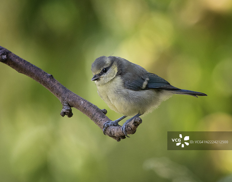 年轻的蓝雀图片素材