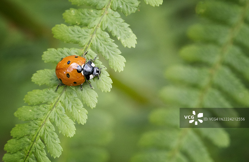 七星瓢虫图片素材