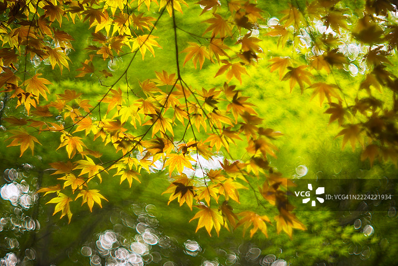 夏季色彩的叶子图片素材