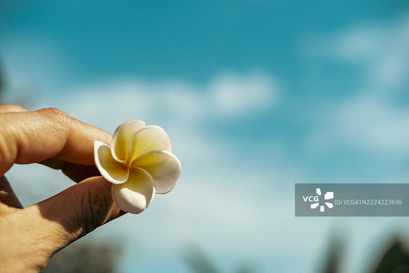 手握白色和黄色的缅甸花（Plumeria）图片素材