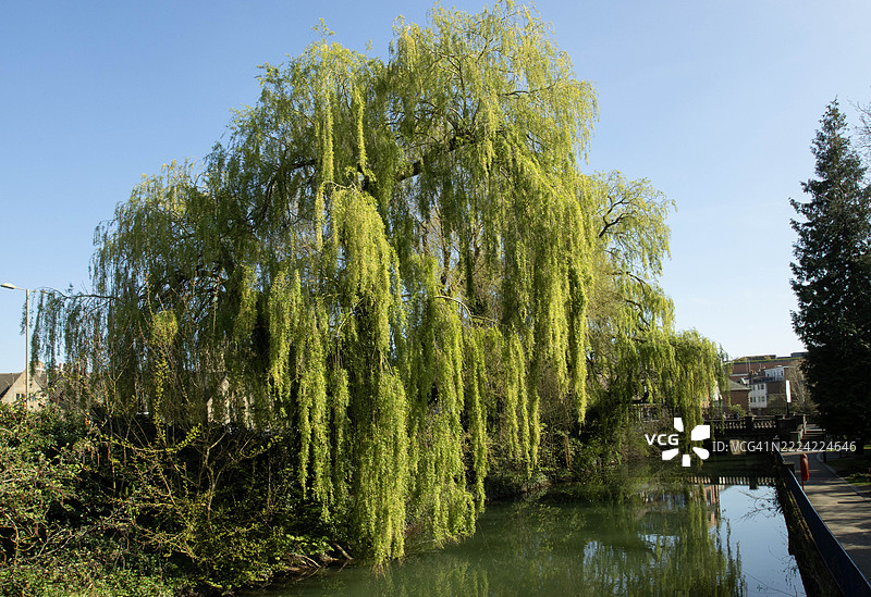位于牛津中心的柳树图片素材
