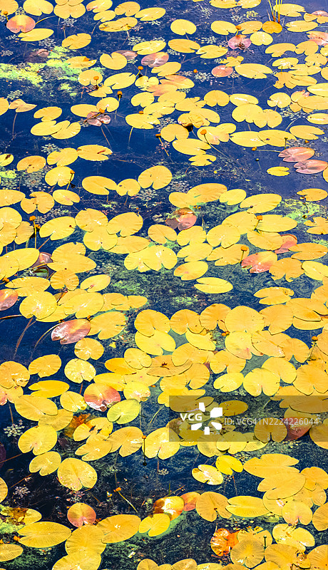 美丽的黄色睡莲在宁静的池塘上漂浮，阳光明媚的秋初下午展现了大自然的宁静优雅。图片素材