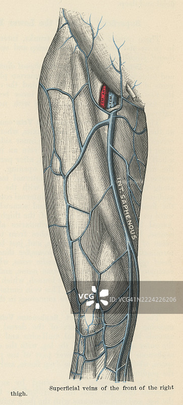 旧版雕刻插图的人体循环系统 - 右大腿前部的表浅静脉图片素材