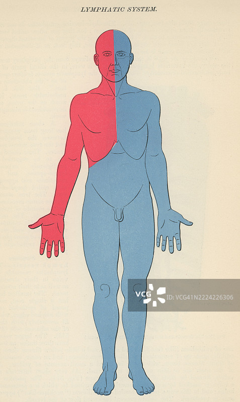 旧版雕刻插图展示了淋巴系统，这是一种由淋巴管组成的循环系统，类似于血管。图片素材