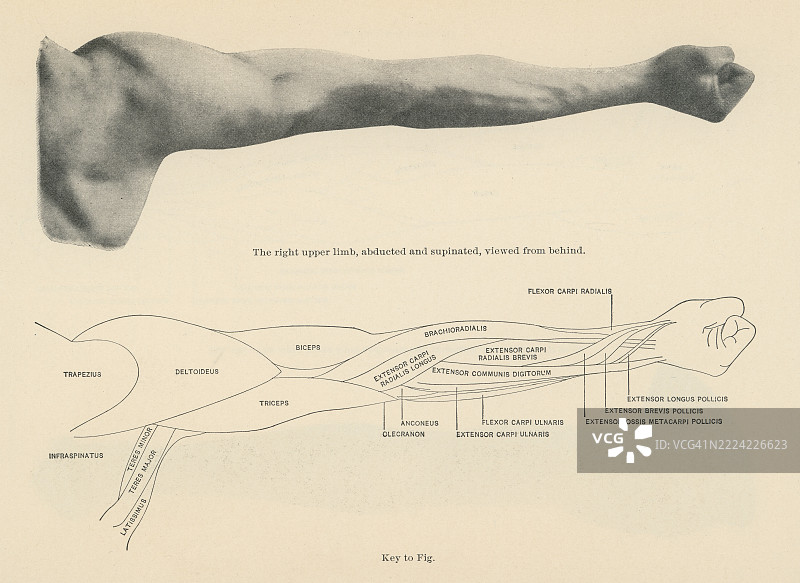 老式雕刻插图，右上肢（从后方视角）图片素材