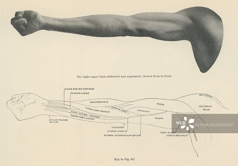 老式雕刻插图，右上肢（正面视图）图片素材