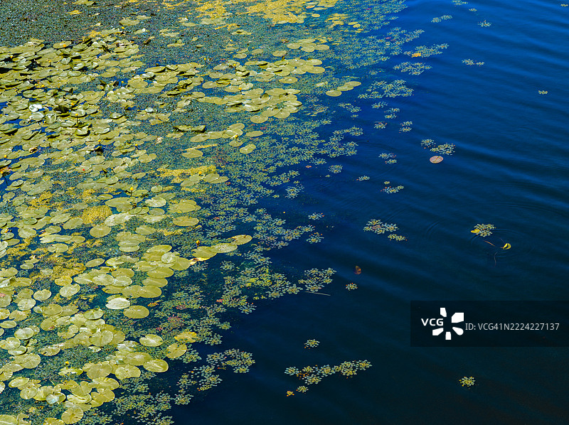 美丽的睡莲在宁静的自然背景中绽放出鲜艳的色彩，从上方俯瞰，夏季的平静水面上显得格外迷人。图片素材