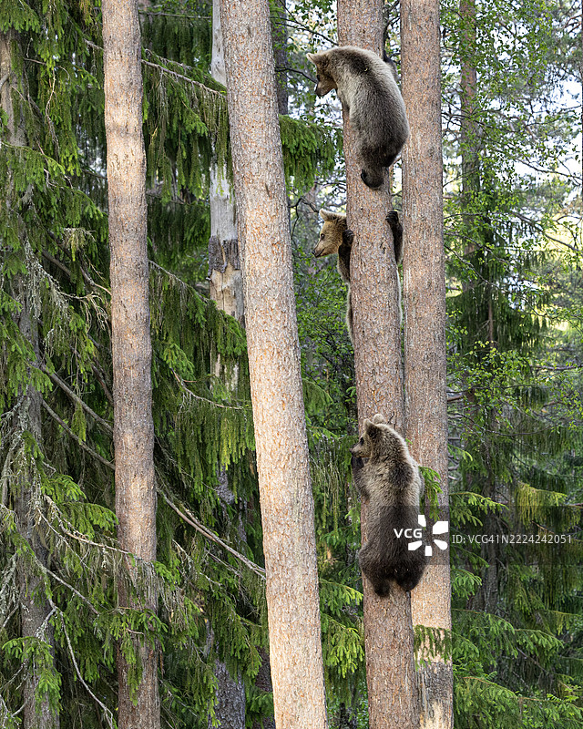 三只三岁的小欧洲棕熊在爬树：芬兰图片素材