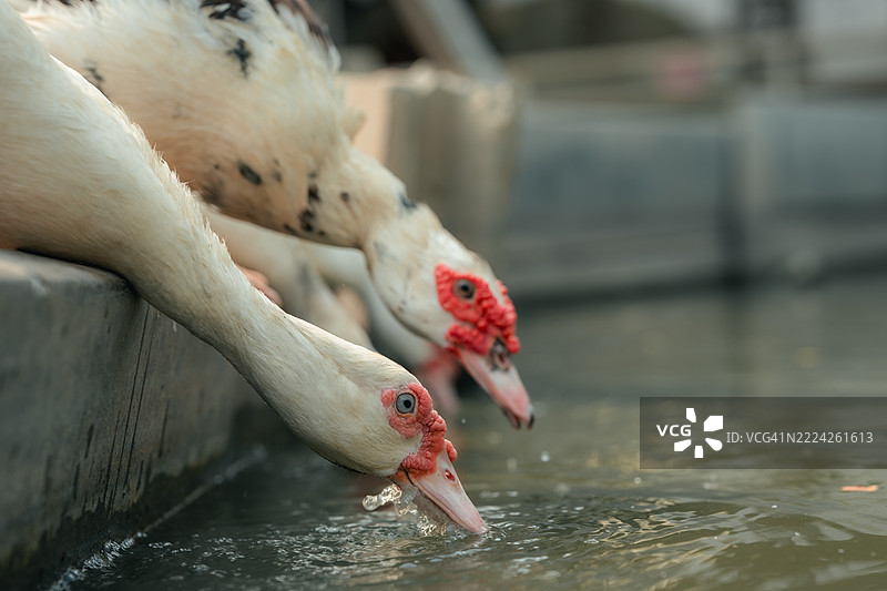 鸭子在与其他家禽共享的鸡舍内走动图片素材