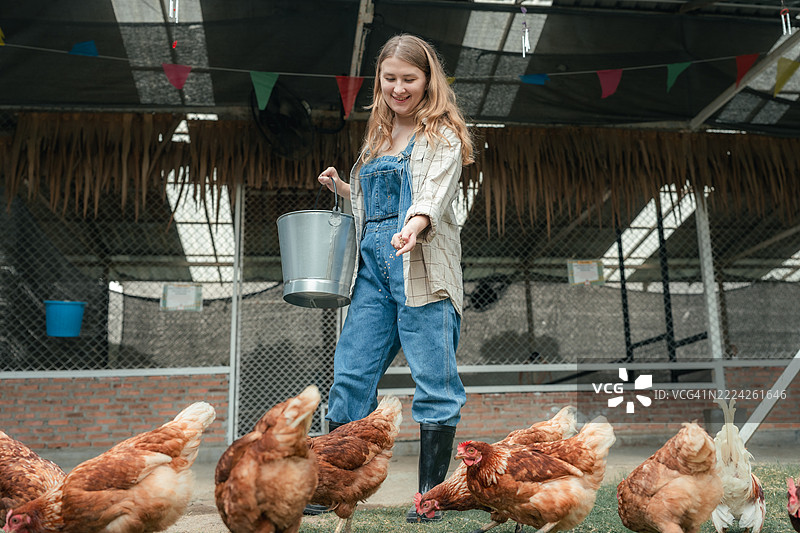 年轻女性在后院鸡舍里用手喂鸡图片素材
