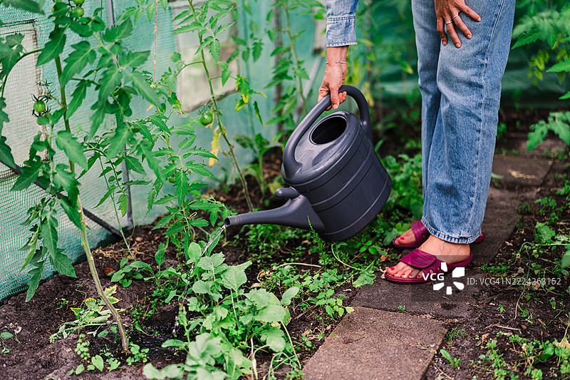 园丁在温室里用黑色浇水壶给植物浇水图片素材