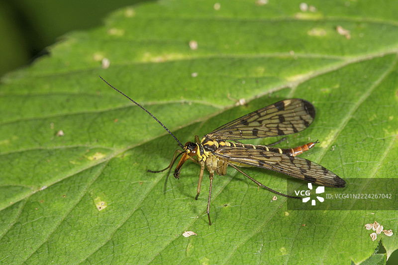 一只雌性蝎蝇（Panorpa communis）在德国巴登-符腾堡的一片绿叶上，翅膀上有花纹。图片素材