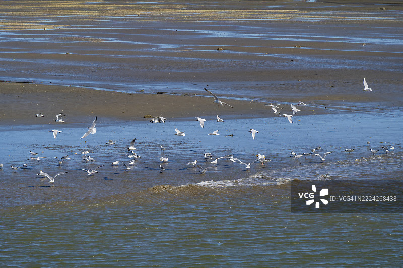 黑头鸥(Laridae ridibundus)在瓦登海上空,退潮时,德国北海,施莱斯维希-霍尔斯坦瓦登海国家公园,诺德斯特兰,欧洲图片素材