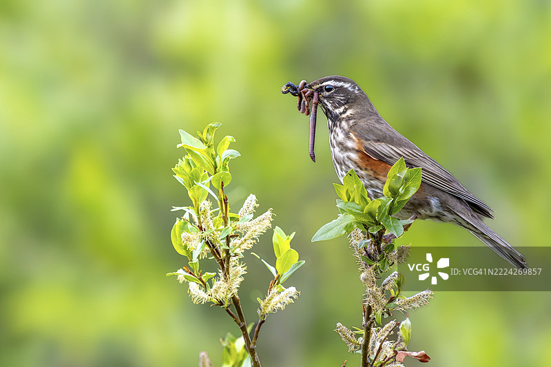 红翅鸫（Turdus iliacus）在栖息处叼着猎物，冰岛达尔维克自然公园，欧洲图片素材