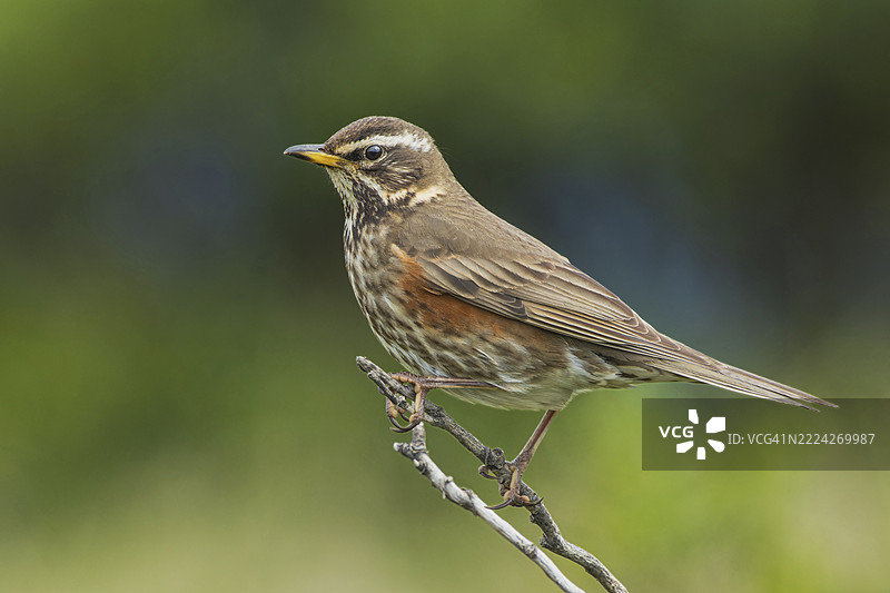 红翅鸫（Turdus iliacus）栖息在栖息地，冰岛达尔维克自然公园，欧洲图片素材