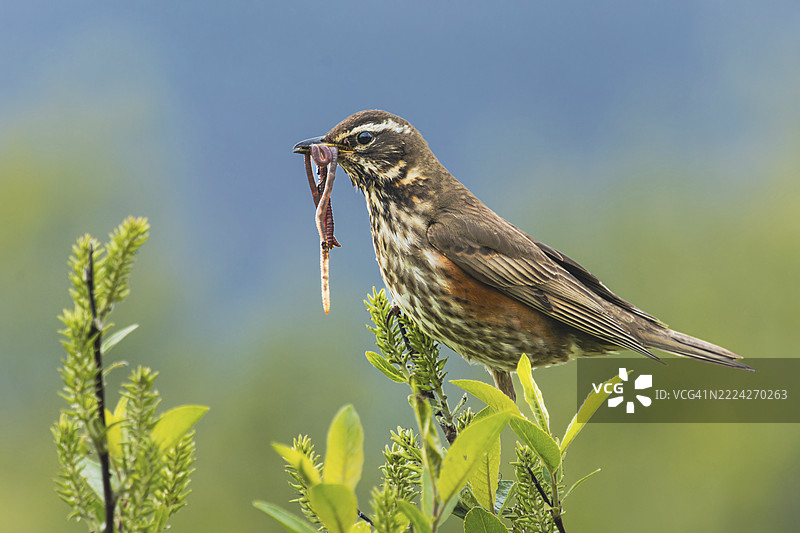 红翅鸫（Turdus iliacus）嘴里叼着蚯蚓，冰岛达尔维克自然公园，欧洲图片素材