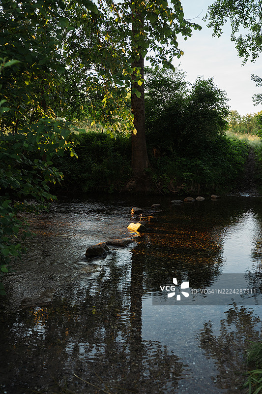森林中浅河床上的石头图片素材