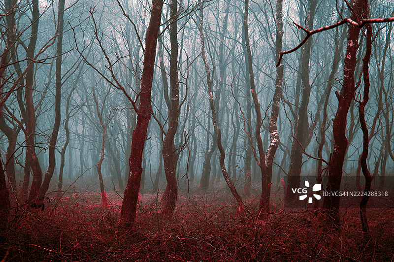一个带有红外线效果的蒸汽波风格编辑，描绘了一个阴森的森林，扭曲的树木在雾蒙蒙的冬季傍晚中。图片素材