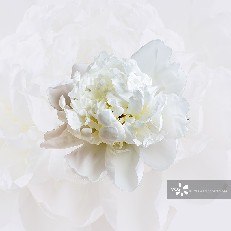 白色花朵的特写，利兹，英国图片素材