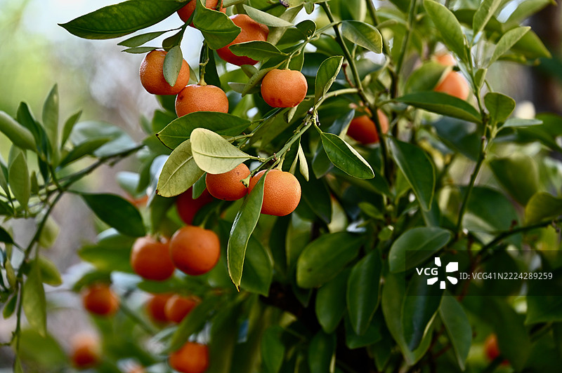德国魏玛树上的水果特写图片素材