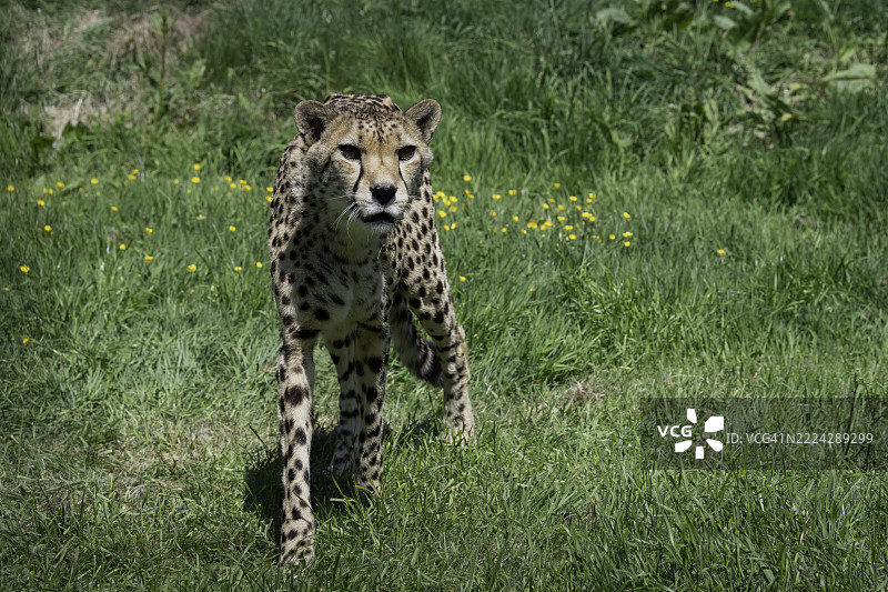 在英国阿什福德的草地上行走的猎豹全身像图片素材