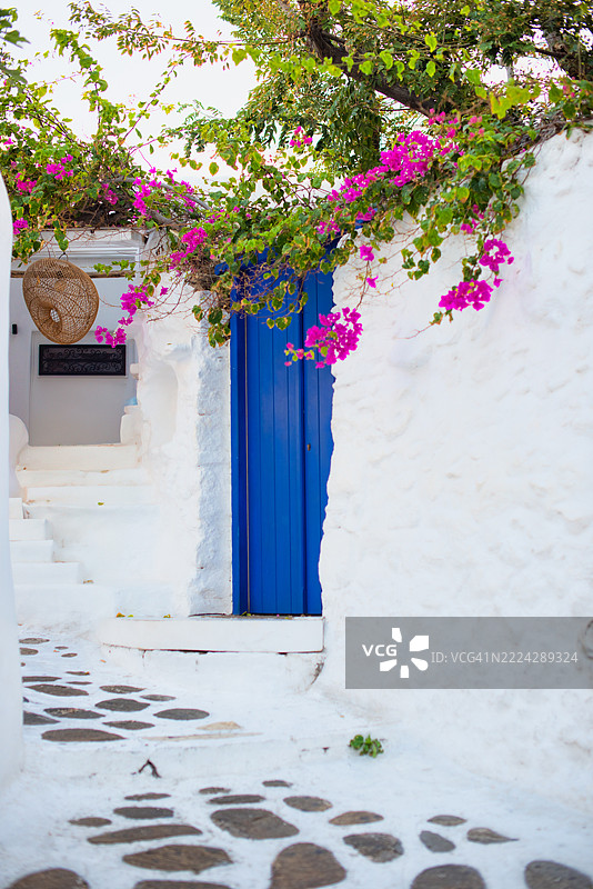 近距离拍摄的粉色开花植物与建筑，圣托里尼，南爱琴海，希腊图片素材