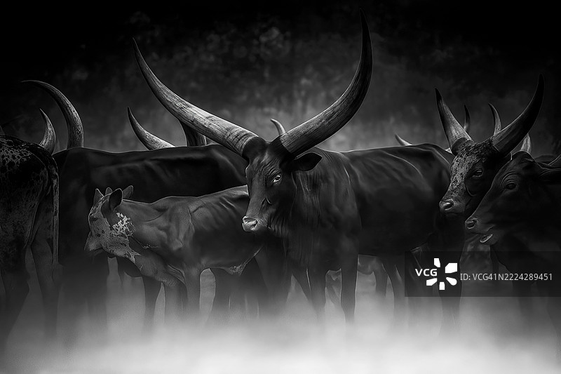 牛的特写，卡穆甘古齐，卡巴莱，乌干达图片素材