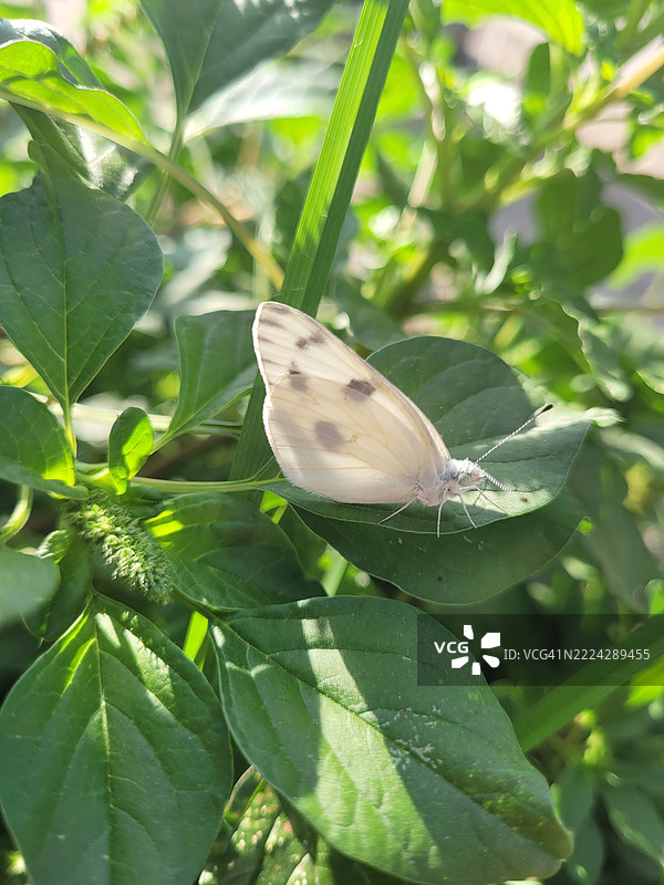 白色方格蝴蝶特写停在植物上，德克萨斯州奥斯丁，美国图片素材