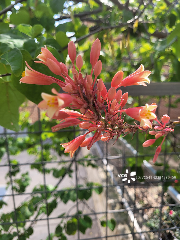 红色开花植物的特写，德克萨斯州奥斯丁，美国图片素材