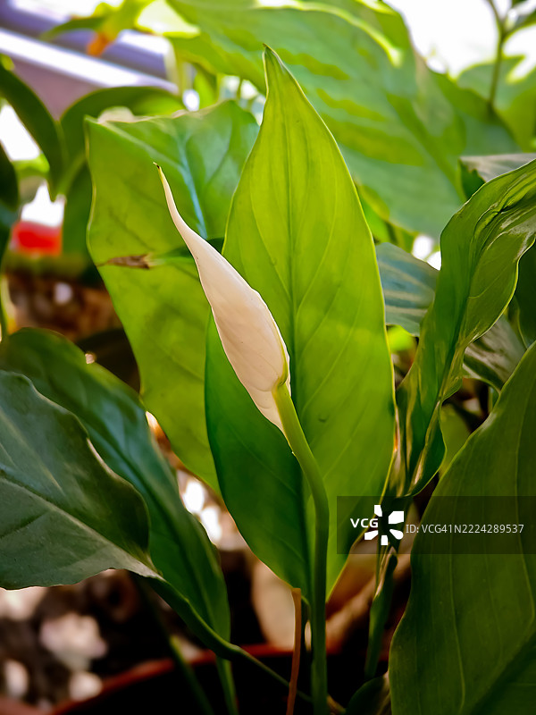 无论你是谁，我将我的手放在你身上，成为我的诗。沃尔特·惠特曼，墨西哥图片素材