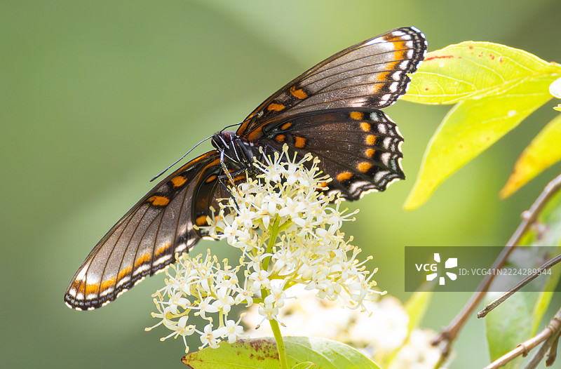 蝴蝶停在花朵上的特写镜头图片素材