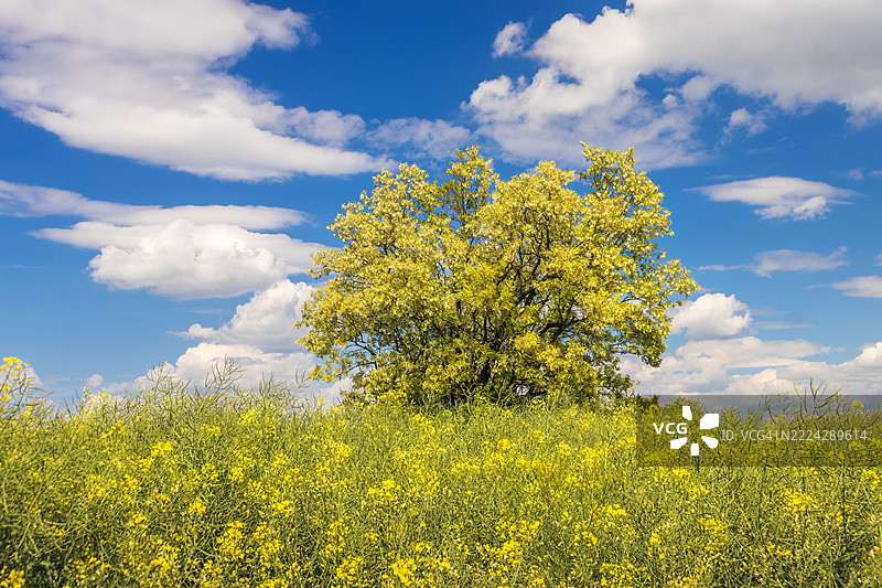 斯洛伐克尼特拉地区的油菜花田与天空的美丽景色图片素材