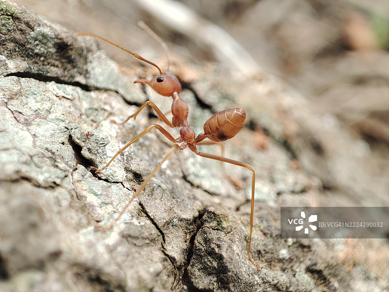 尼泊尔岩石上的蚂蚁特写图片素材