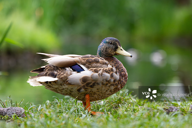 布尔诺，南摩拉维亚地区，捷克共和国的野鸭特写在田野上图片素材
