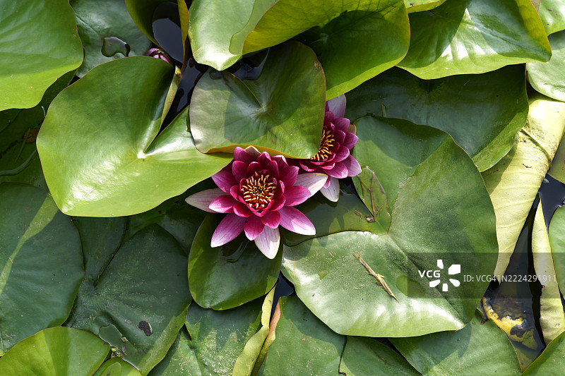 粉色开花植物叶子的特写，蒙扎，伦巴第，意大利图片素材