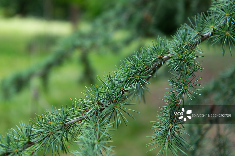 松针的特写展示了树枝上细长的绿色簇，展现了英国伦敦公园中的常绿叶片。图片素材